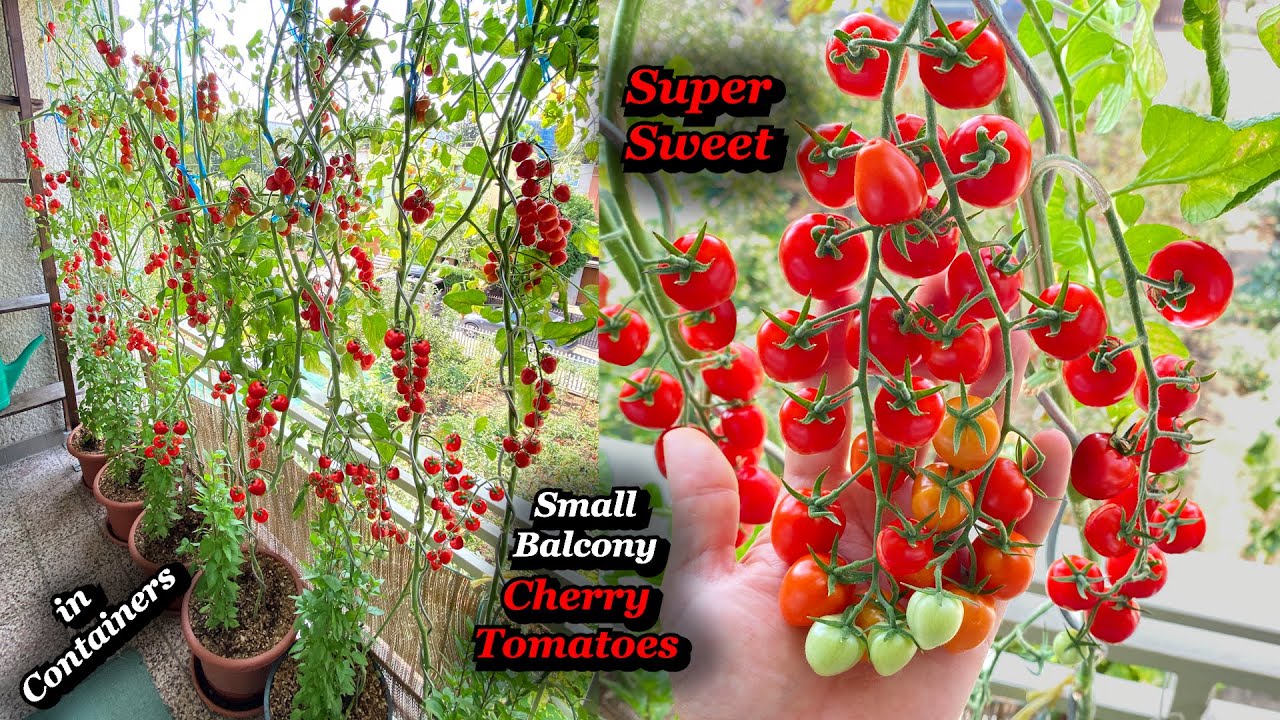 Growing SUPER-SWEET Tomatoes from Seed on Small Balcony - Step by Step in Containers