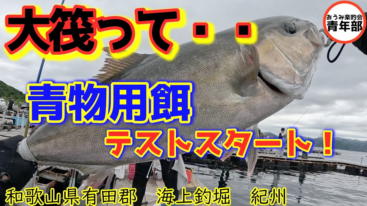 【釣り・海上釣堀】大筏の明暗・・青物用プロト餌　テストスタート！＃がまかつファクトリーモニター＃海上釣堀＃AKB