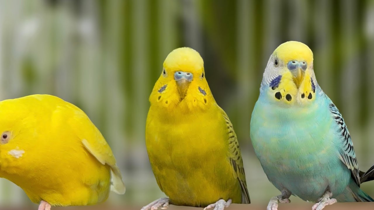 4 Hours of Joy A Compilation of Budgies Playing and Chirping for your sad Budgies and birds