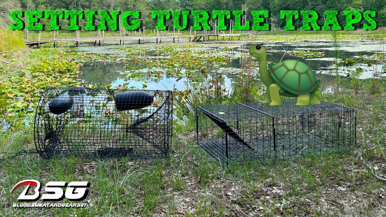 Setting Snapping Turtle Traps!!! 🐢 **Quarles Turtle Trap & Tomahawk 410** #TRAPPING #VLOG