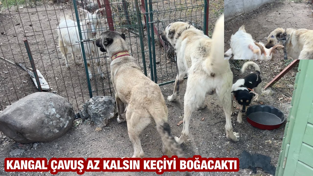 YENİ KEÇİ KANGAL ÇAVUŞLA TANIŞTIĞINA PİŞ OLDU