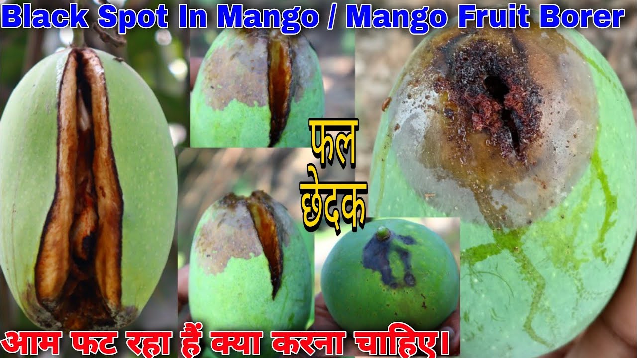 Mango Fruit Borer || Sundi in Mango || Black spot in Mango || फल छेदक ।