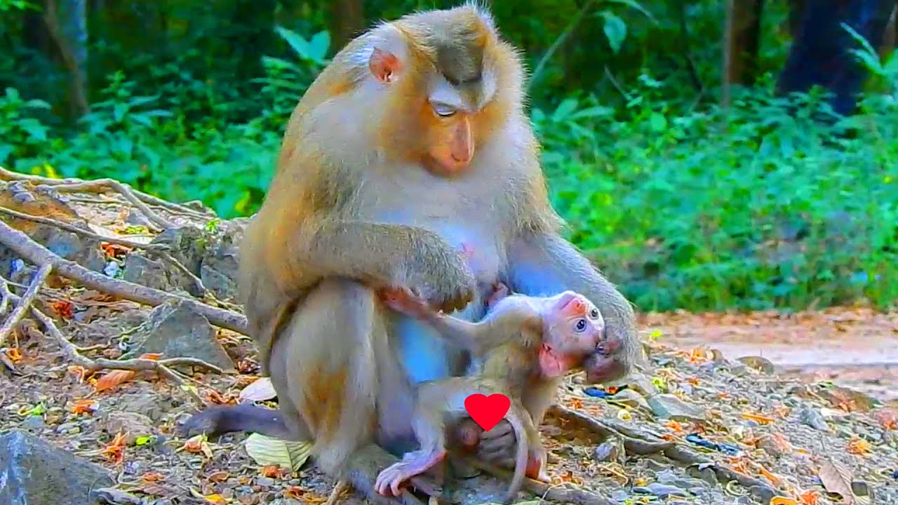 Unbelievable Rose tell newborn Rina stop breastfeeding coz she is bored, Rose reduces milk from Rina