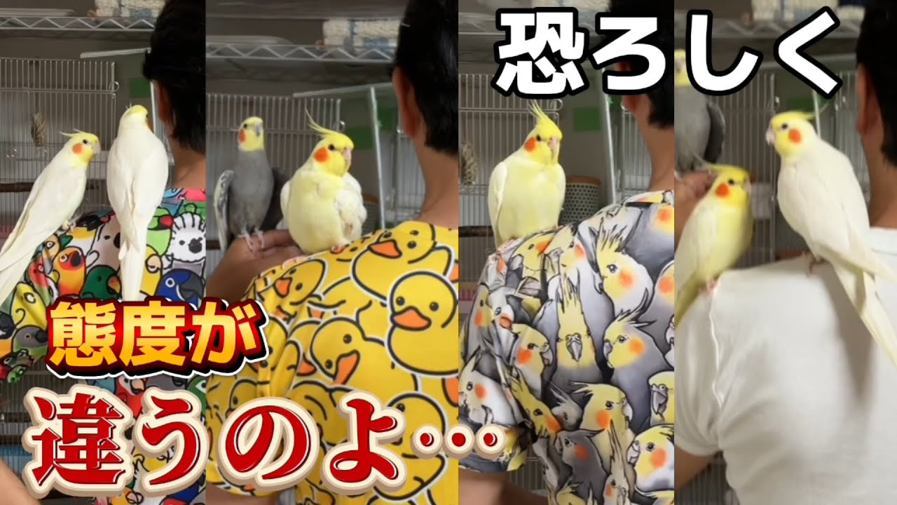 【衝撃の反応】推し柄とそうじゃない柄の差が激しすぎた...オカメインコ4名のおはようの儀 #オカメインコ #インコ動画 #爆笑ペット #飼い主の挑戦 #推し活 