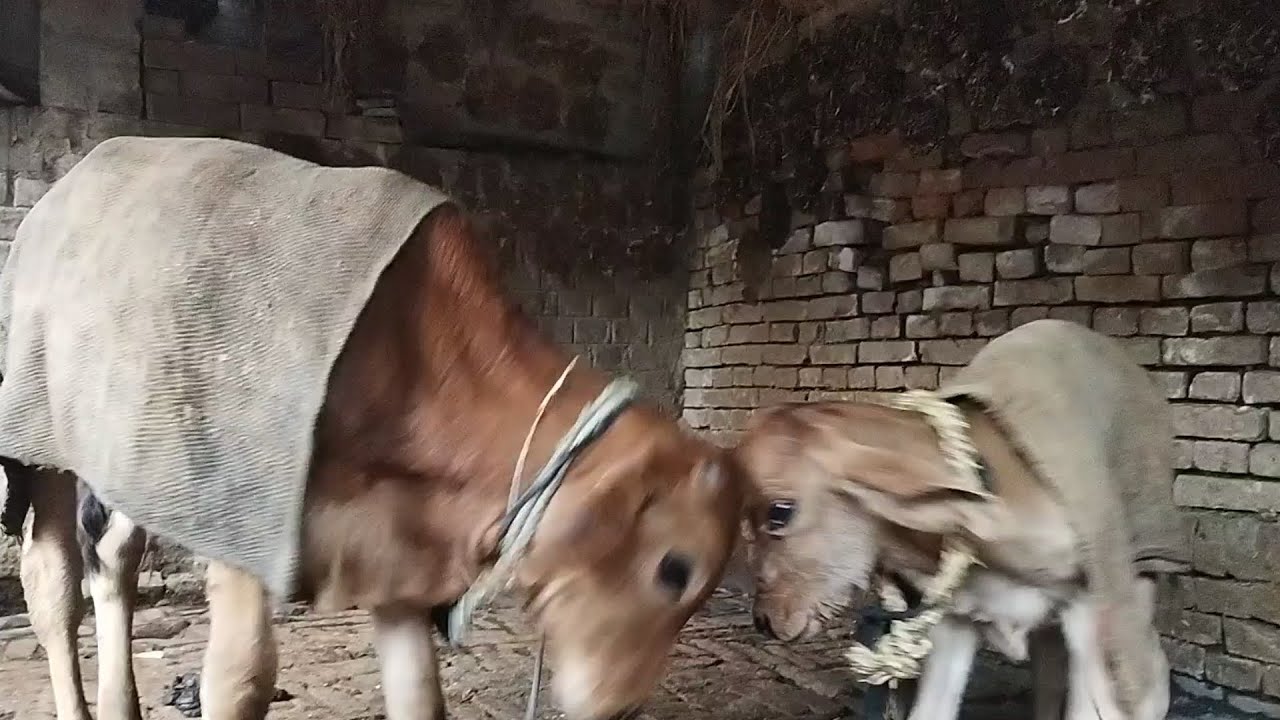 देखिये दोस्तों मेरा कुष्ण कितना नटखट है😘🙁😄😘😄