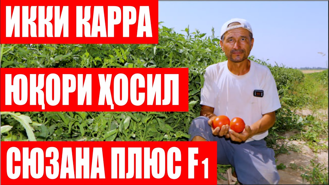 Сюзана Плюс F1: Олдин эккан дурагайларимдан икки баробар ҳосилдор ва мазали экан (Suzana Plus F1)