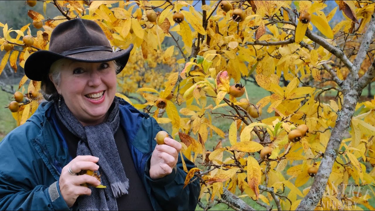 The Right Time to Harvest Medlar!