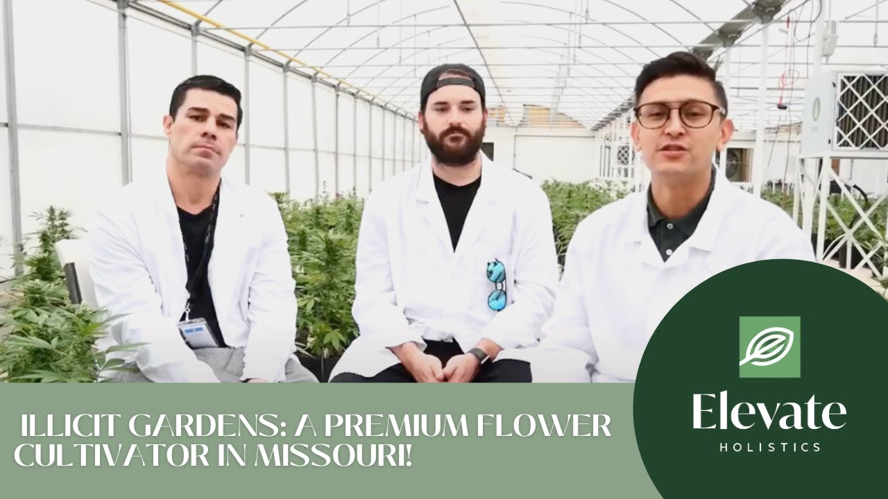 An insider look at Illicit Gardens a premium flower cultivator in Missouri!