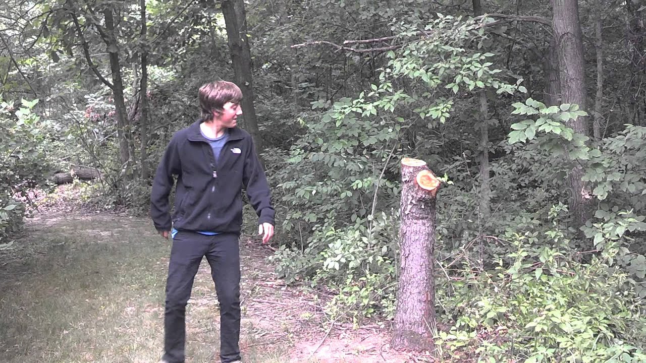 Dead ass tree