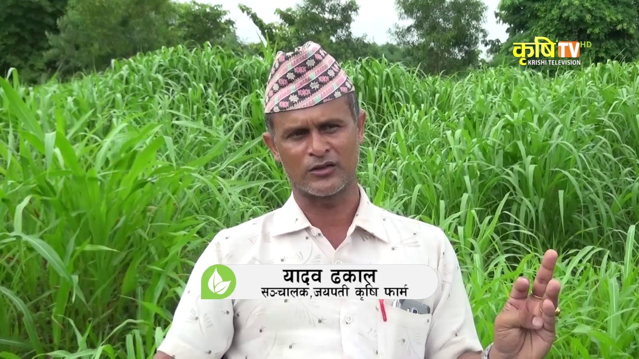 Dairy Darpan || दूधे घास व्यवसायी (यादव ढकाल) - झापा