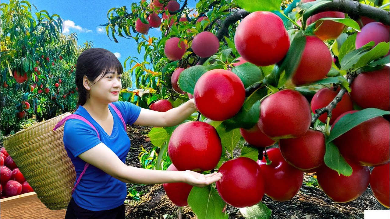 Ly Trieu Ca: Harvesting sweet giant seedless plum - How to grow and cook best traditional recipe