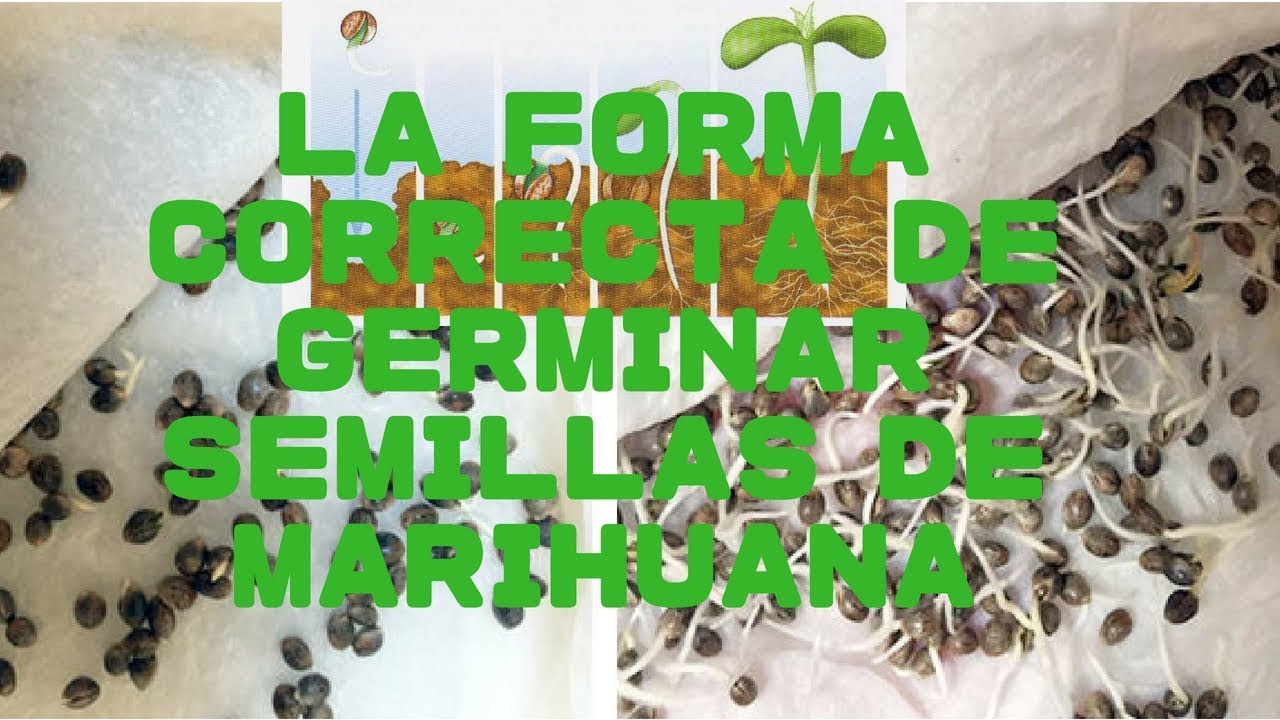 Como germinar semillas de marihuana 100% Efectivo
