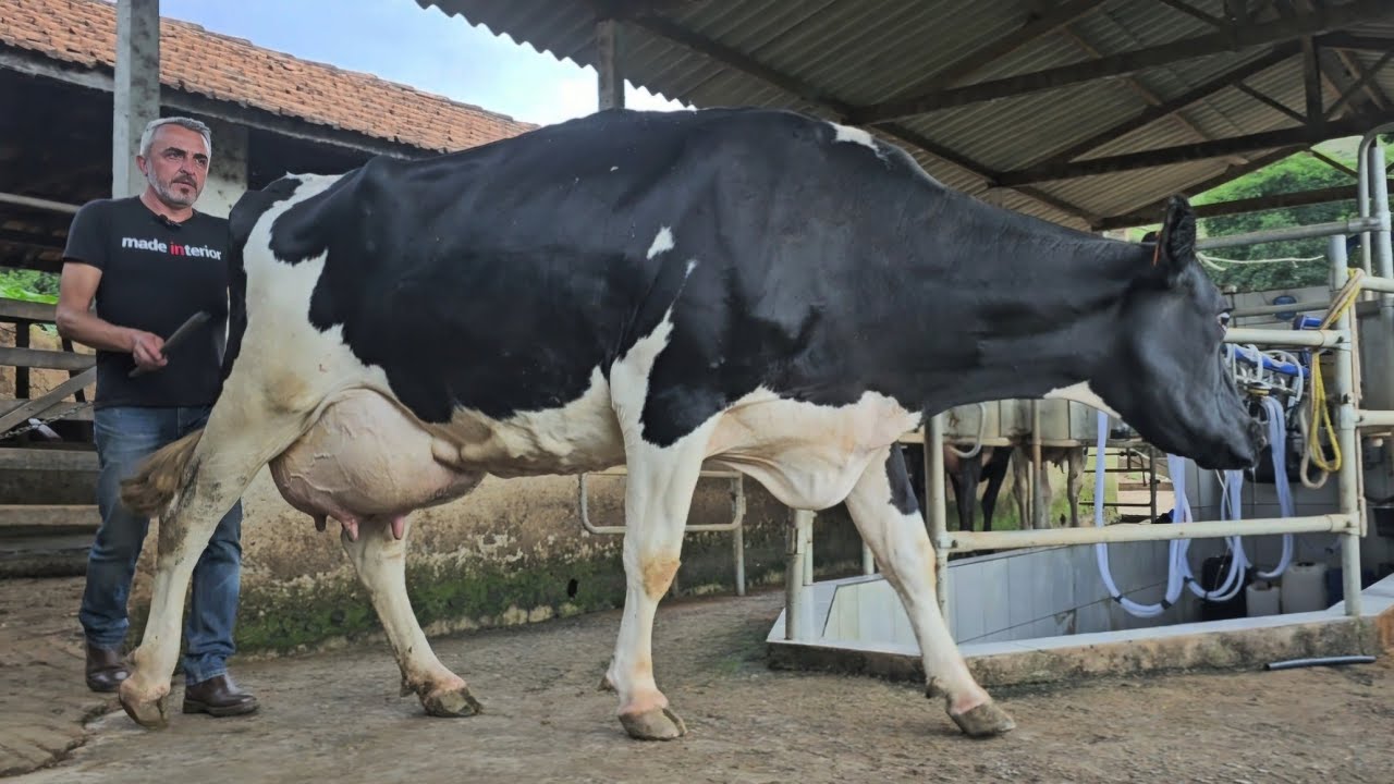  COM 15 VACAS EM LACTAÇÃO ESTÁ COM UMA GENÉTICA INCRÍVEL 3 ANOS EMPENHADO A TER O MELHIOR  GADO 