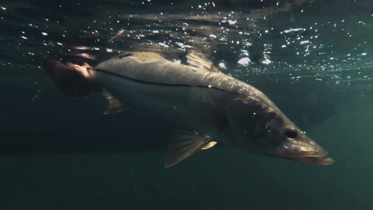Flats Class - Epic Day of Snook Fishing
