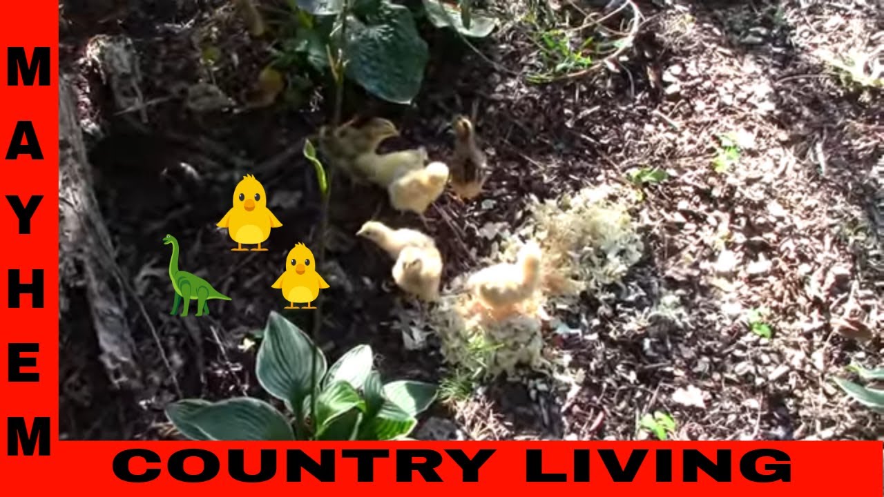 Chicken wrangler