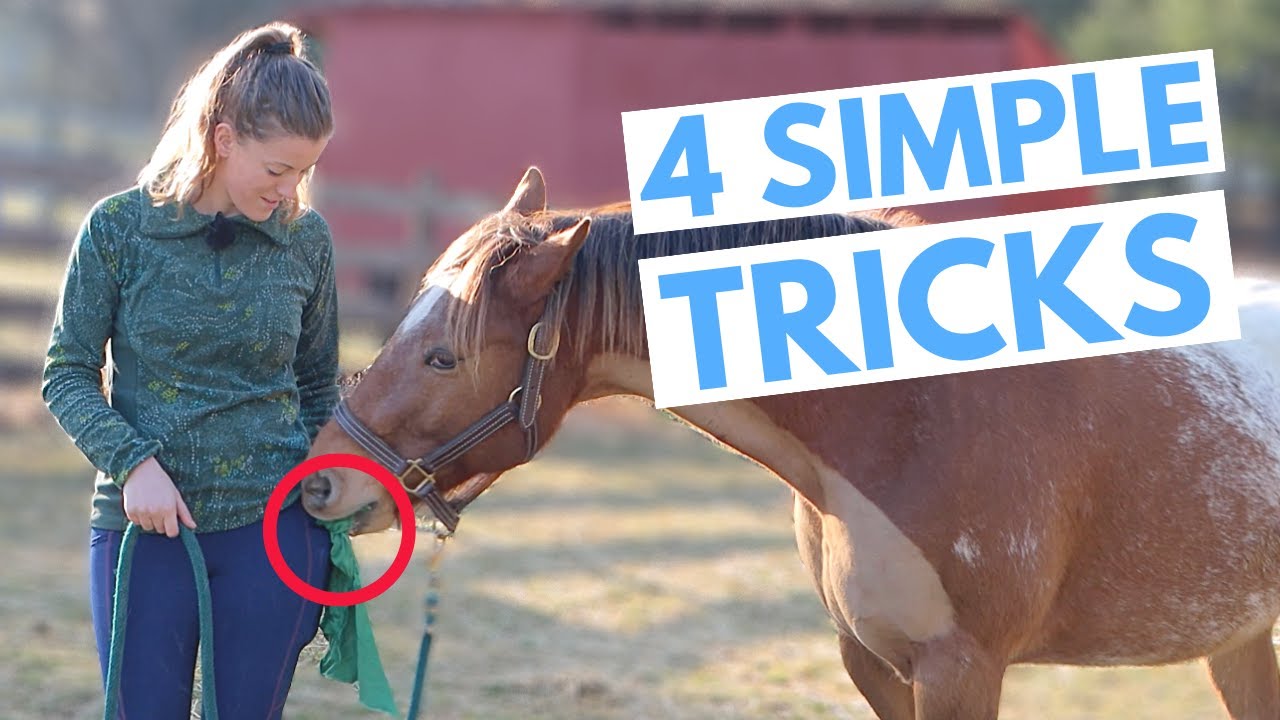 Easy Tricks to Teach Your Horse