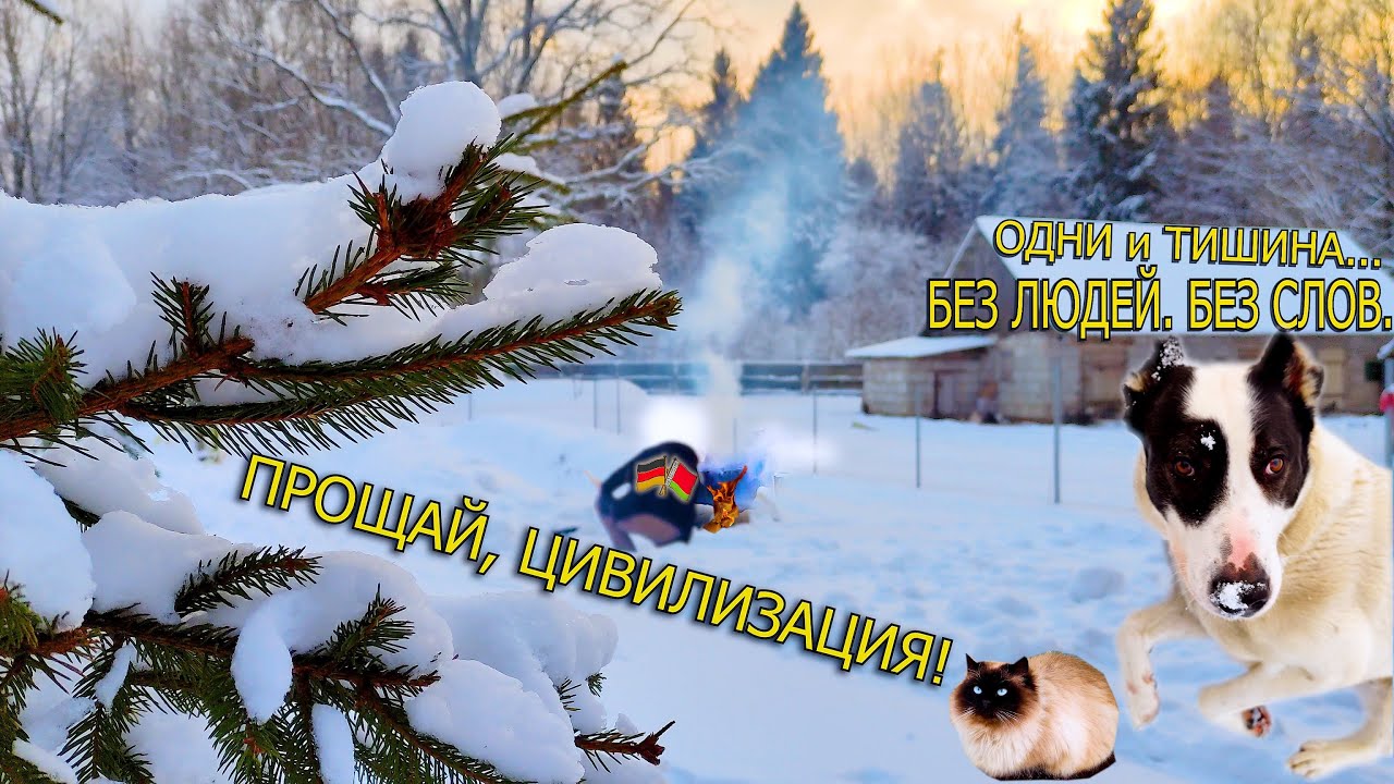 А волки не съедят? 🐺 Зимняя прогулка коз в сказочном лесу. Магия природы ✨ #зимняясказка #природа