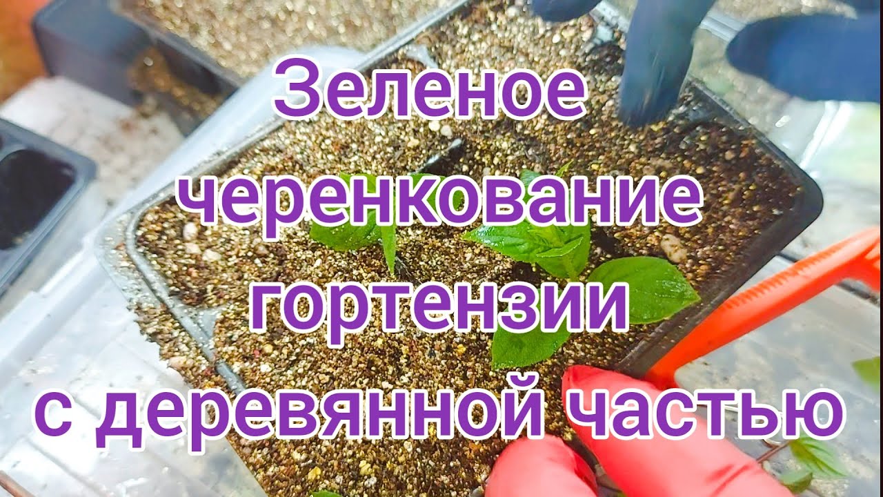Черенковать гортензию с деревянной частью легко 🌱Комбинированное черенкование🌱