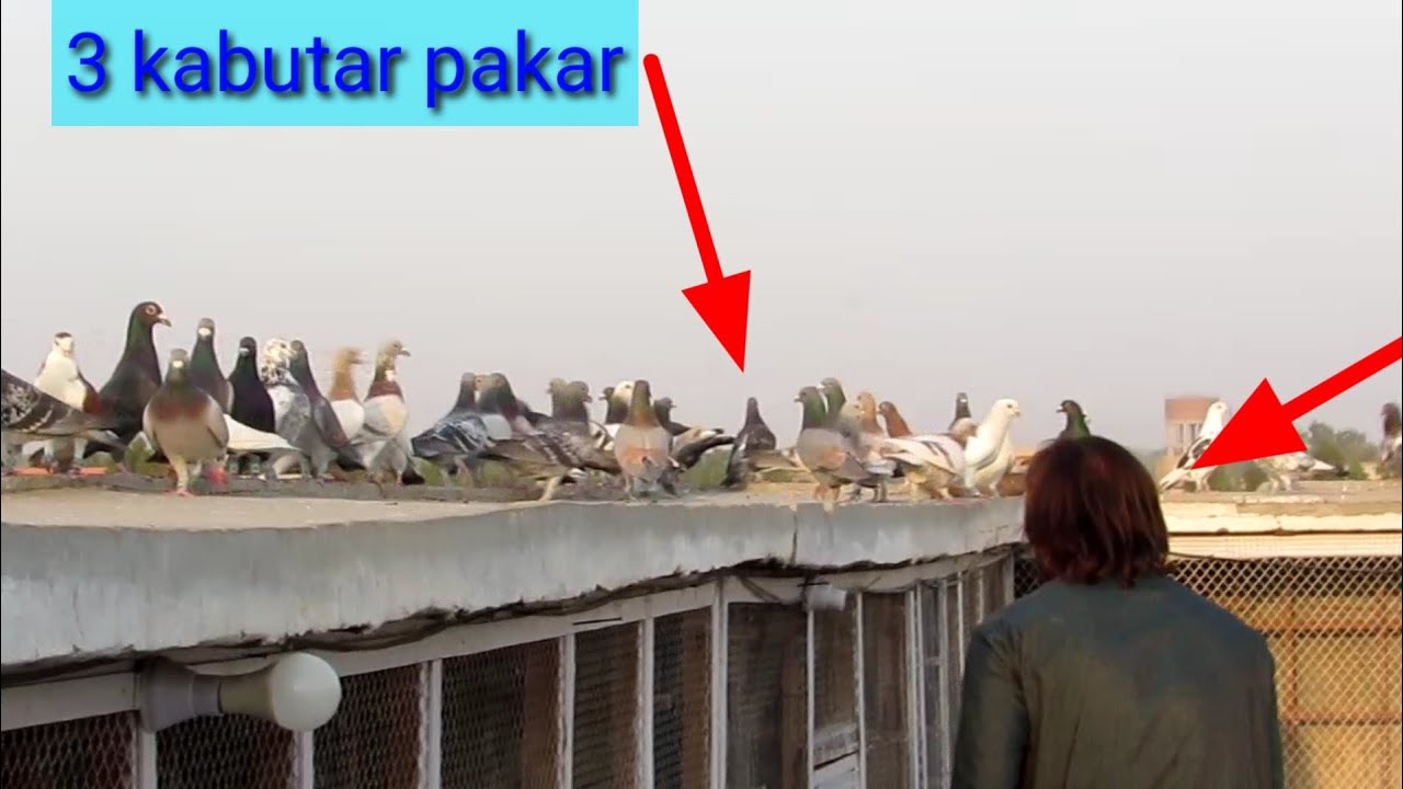 3 kabutar pakar howa ] Saifullah 3 kabootar pakar leyav ] kabotar bazi  ki khubsorat video