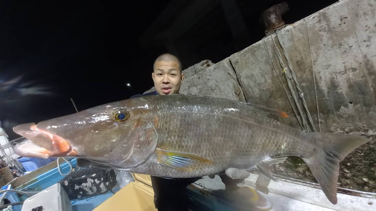 【キツネフエフキ】陸から数歩、テトラポットのすぐそばに巨大な魚が現れた！