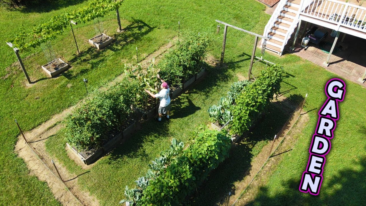 Problem in the GARDEN too many Tomatoes PLUS corn pepper cucumber harvest