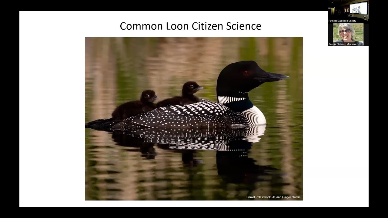 Avian Predators of Glacier National Park by Jami Belt, Dee Baginski, and Jess Garby