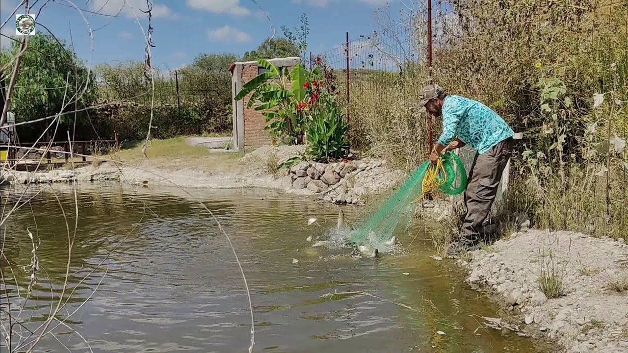 NO VAS A CREER CUANTA TILAPIA AY EN MI EASTANQUE Tarrayazo mega llenó