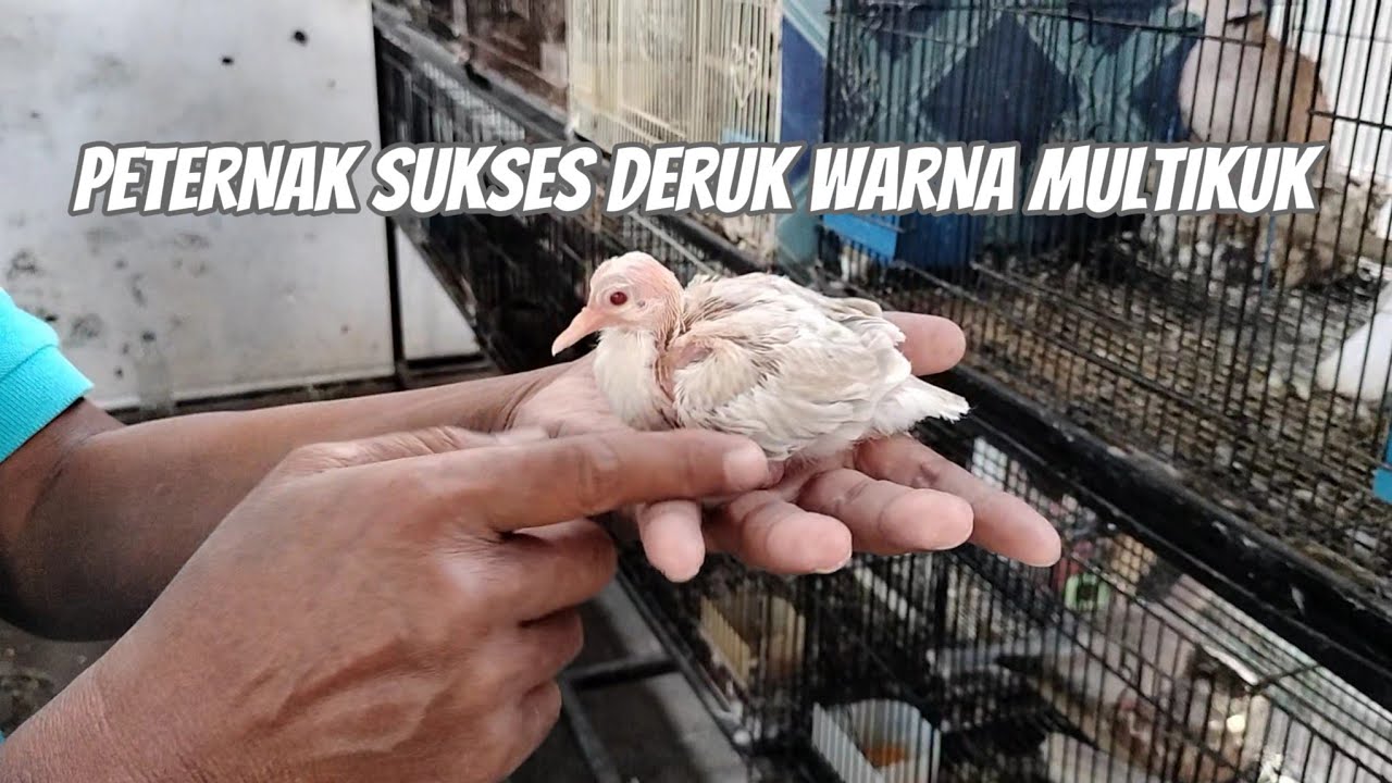 PETERNAK DERKUKU WARNA MULTIKUK OmSet Puluhan Juta
