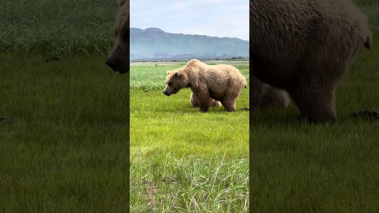 Surrounded by mothers and cubs on Alaska Peninsula! #alaska #grizzlybear #bearviewing #wildlife