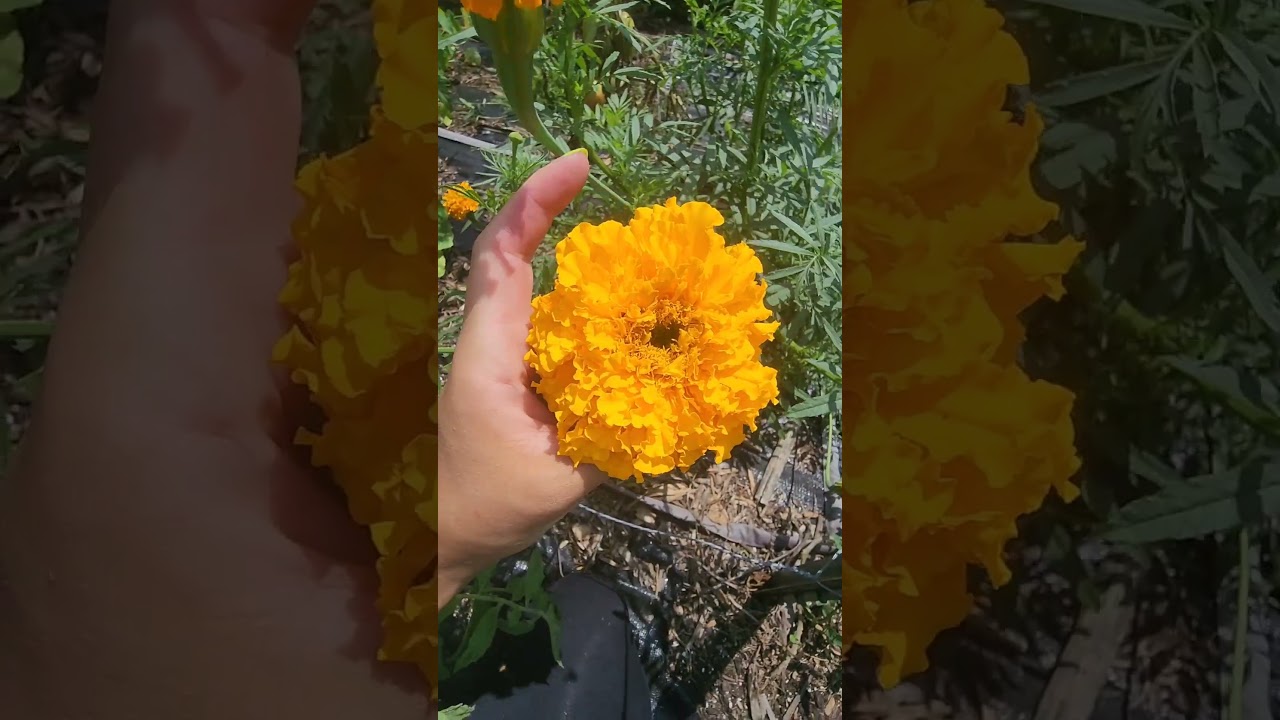 Which Marigold Cultivar is Best For Your Garden? #marigold #garden #plants #flowers #flowergarden