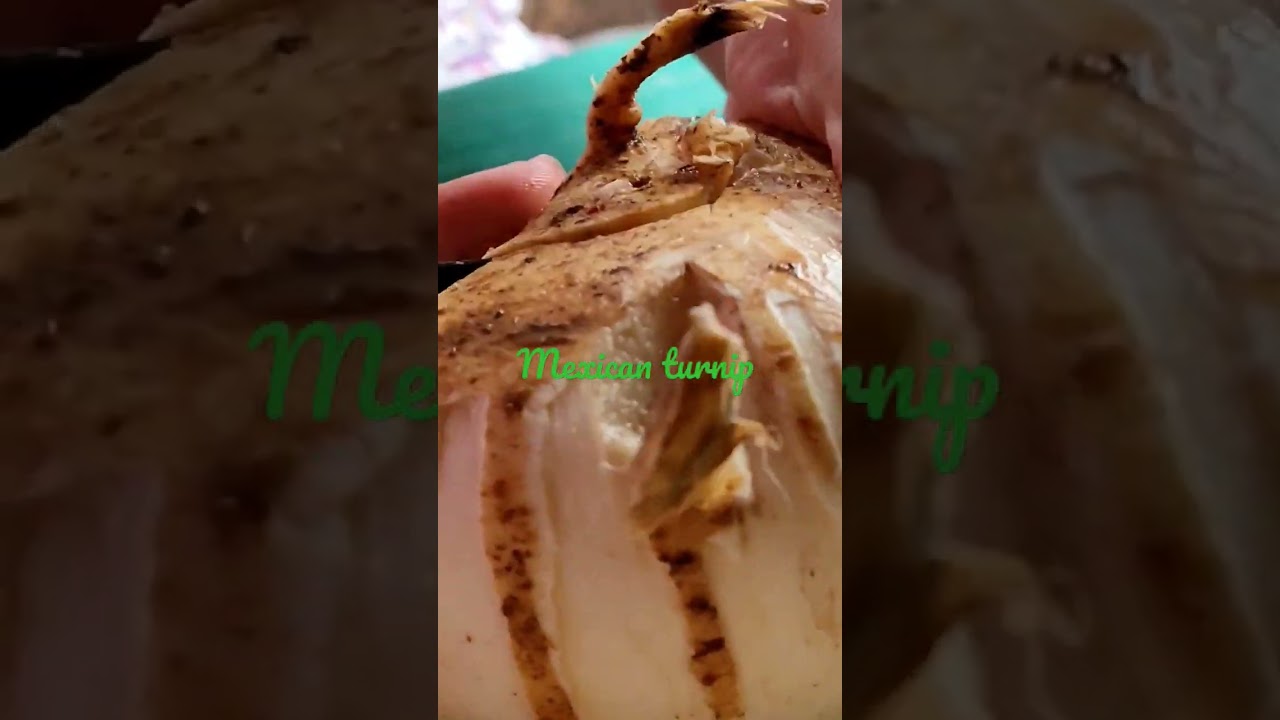 #mexicanturnip #jicama #singkamas