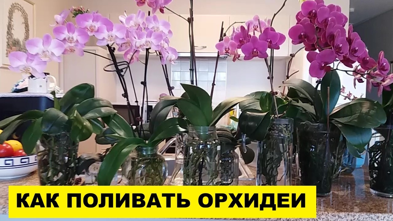 КАК и КОГДА  ПОЛИВАТЬ ОРХИДЕИ в ПУСТЫХ ВАЗАХ