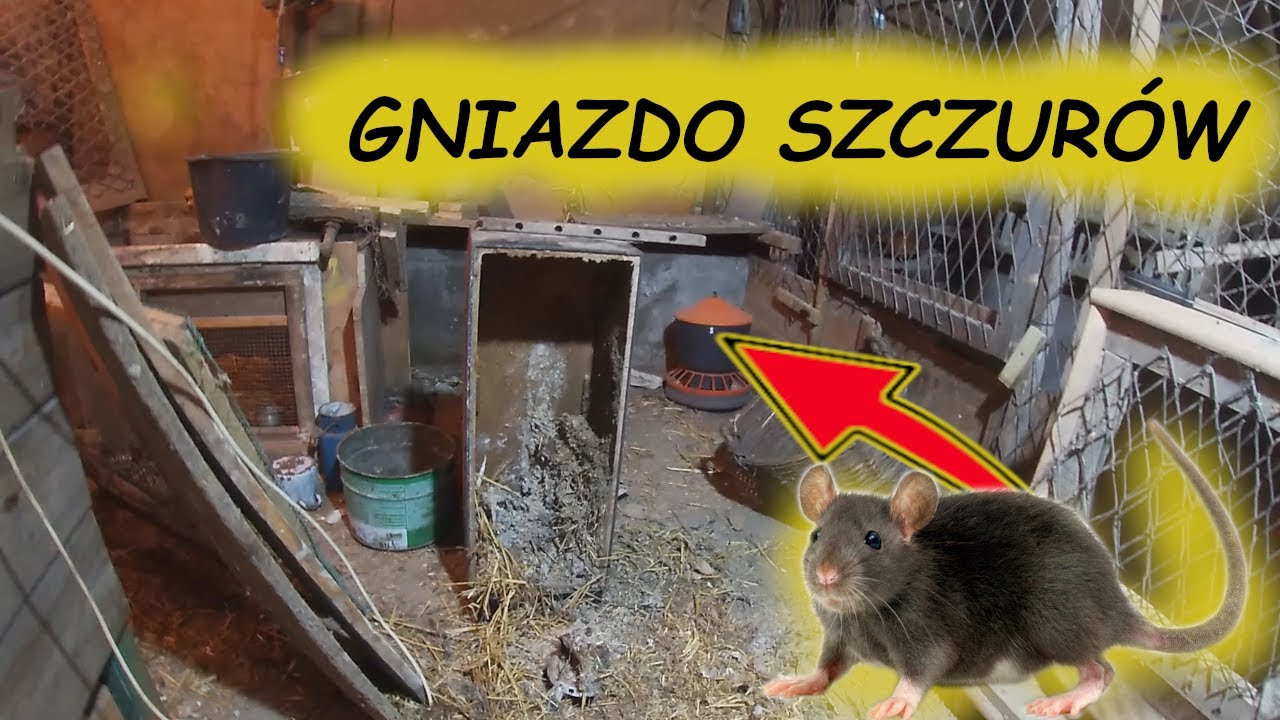 NOWI LOKATORZY 😡 SZCZURY SKĄD?!!!