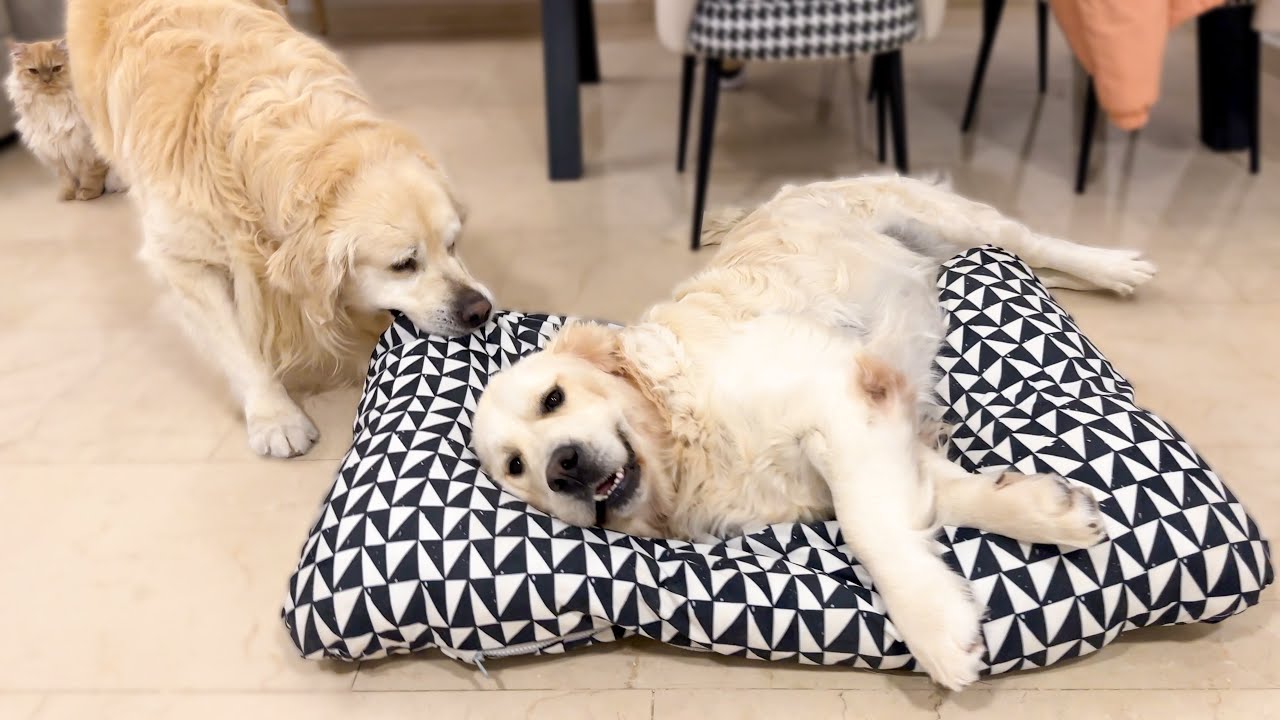 What does a Golden Retriever do when another Dog occupies his bed