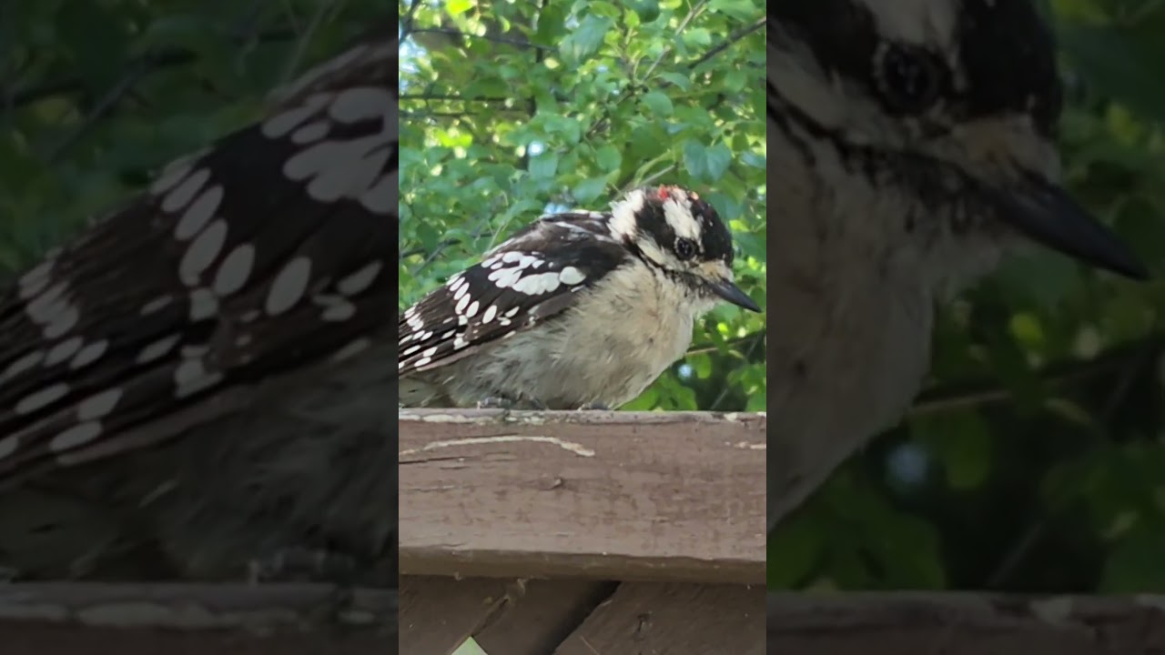 Woody metal-pecker's baby off-spring landed on my fence