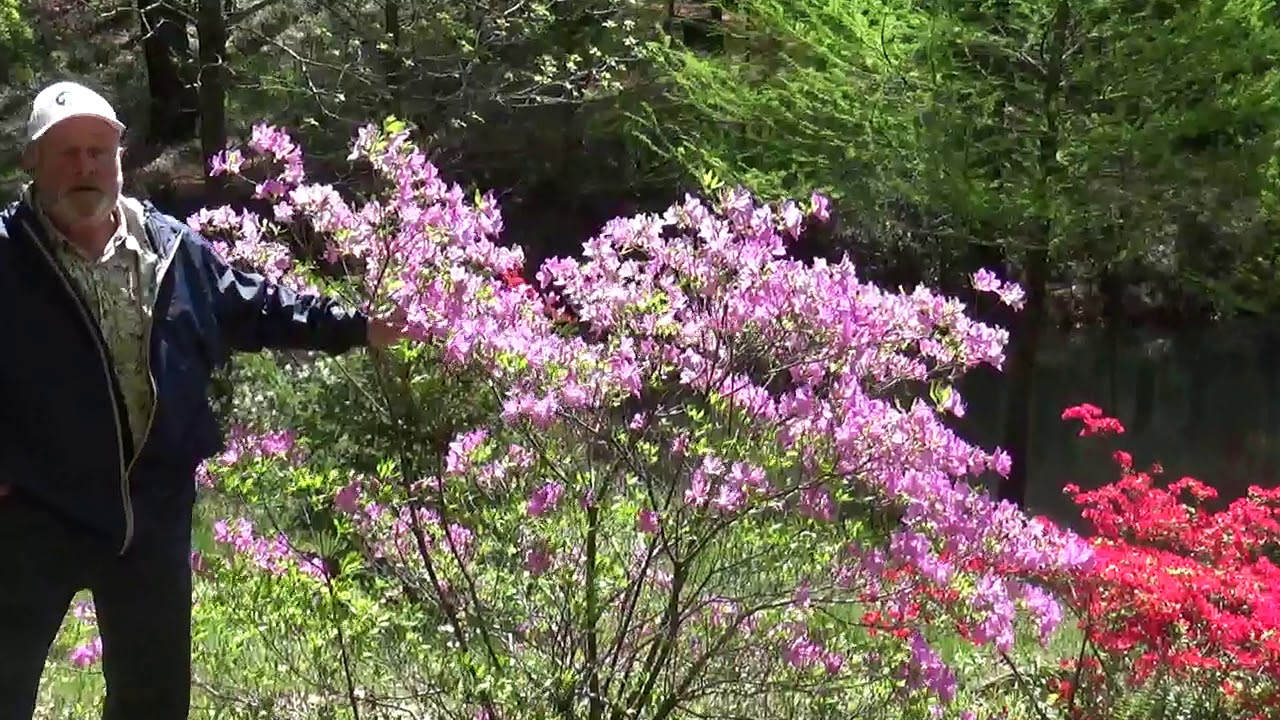Second visit to the Azalea Path