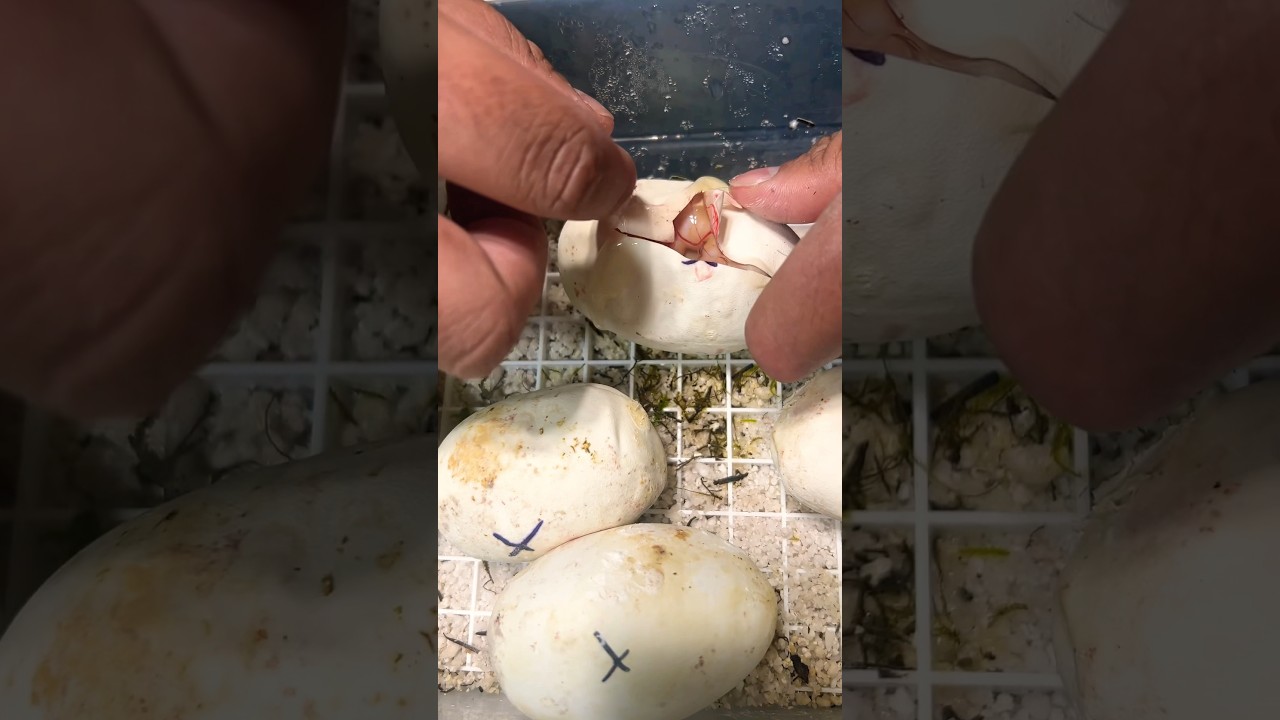 I was shocked when cutting this Clutch of Ball Python Eggs! #animals #shorts #snake