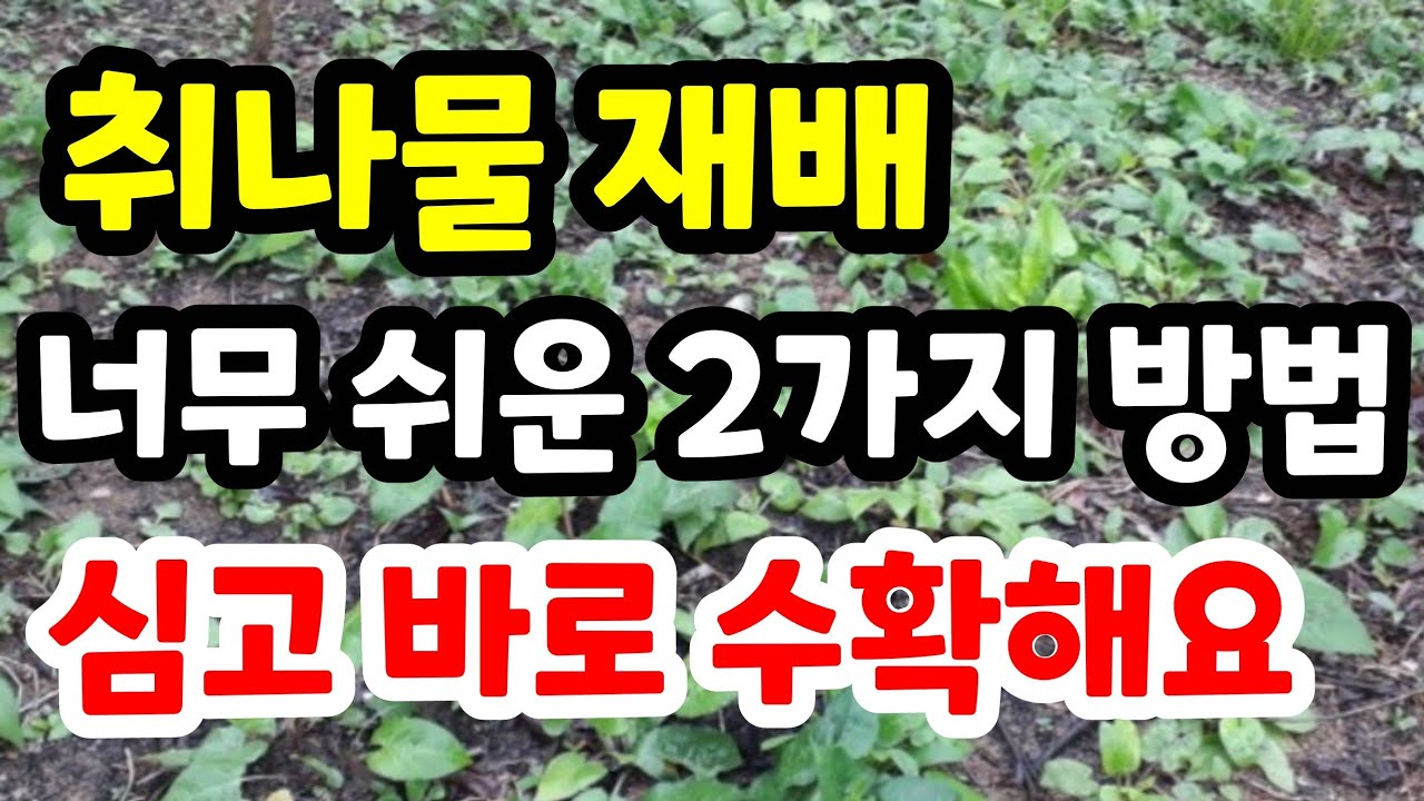 취나물 재배 심고 바로 수확하는 2가지 방법 취나물 씨앗 파종 쉽게 하는법#취나물번식#취나물심는시기#취나물씨앗파종시기#취나물무침#취나물삶는법#봄나물#시골#텃밭#전원생활