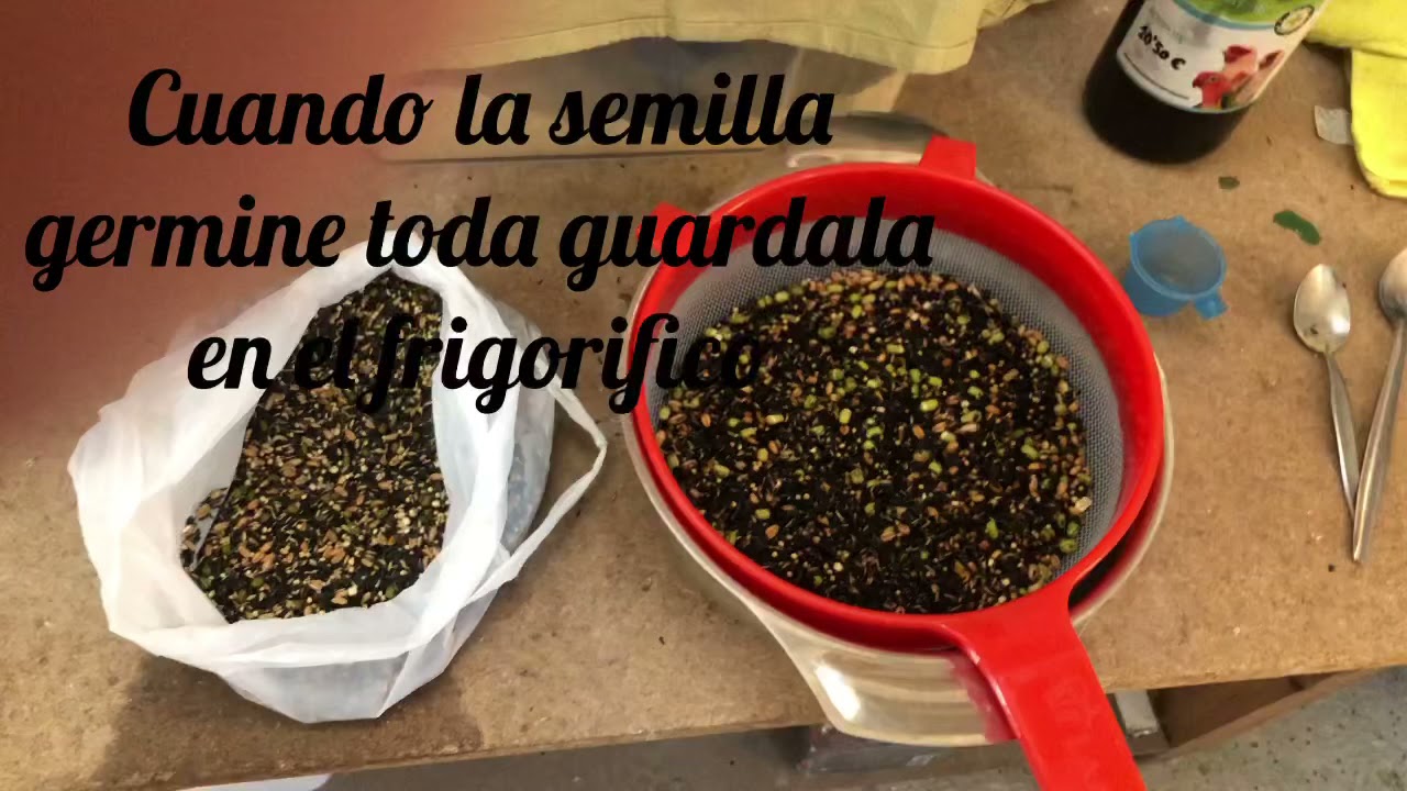 Germinado tradicional y seguro
