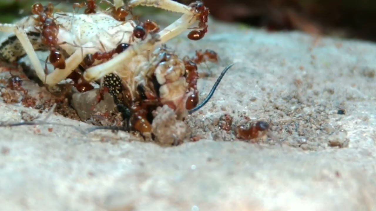 Руководство по базовому уходу за Myrmica rubra/ruginodis.