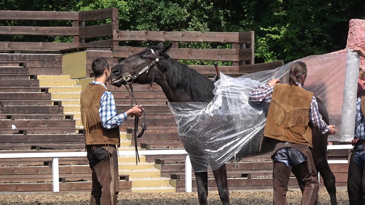 Pferdeshow - Teaching Horses - Elspe - Karl-May-Festspiele - 2017