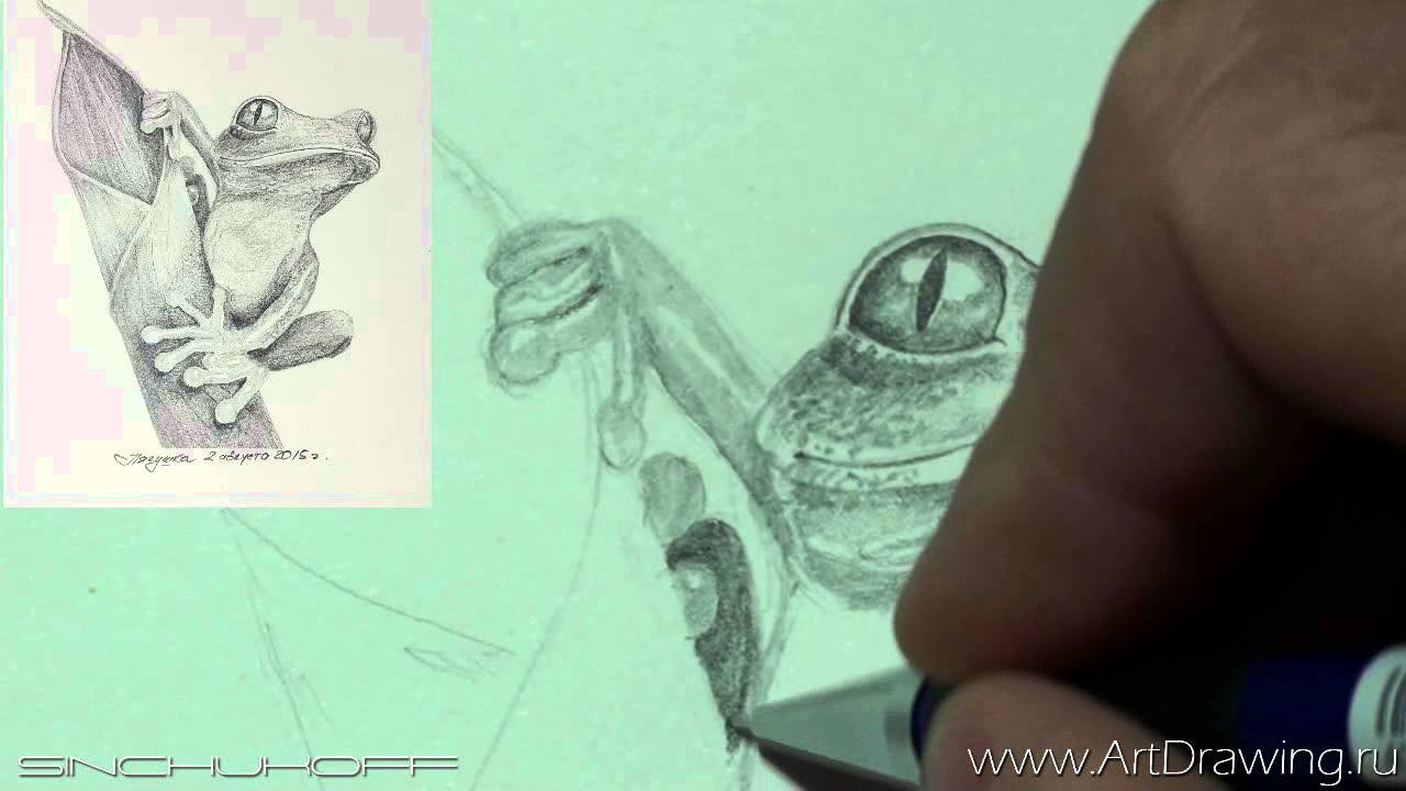 Рисуем лягушку