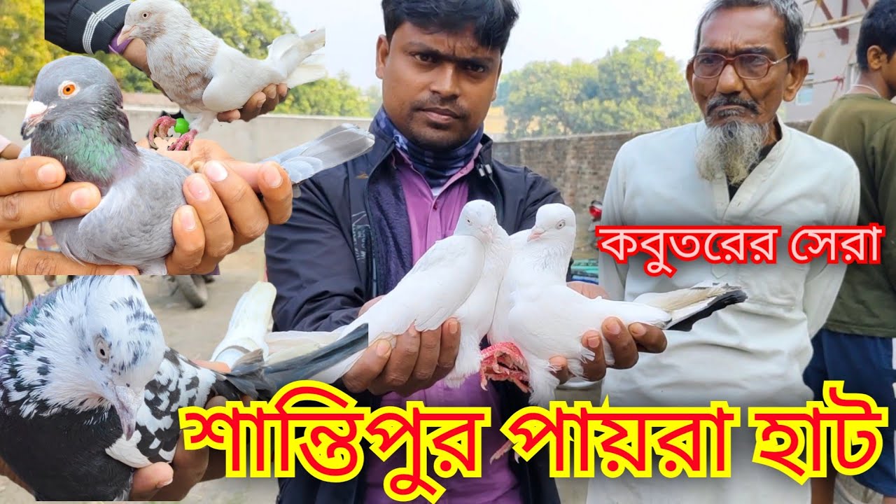 শান্তিপুর কবুতর হাট।santipur pigeon markat 