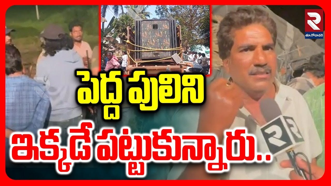 పెద్ద పులిని ఇక్కడే పట్టుకున్నారు.. | Tiger Latest Update | #rtveastgodavari