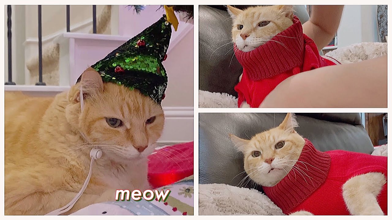 Christmas Bowbie 2020 😸❤️💚✨