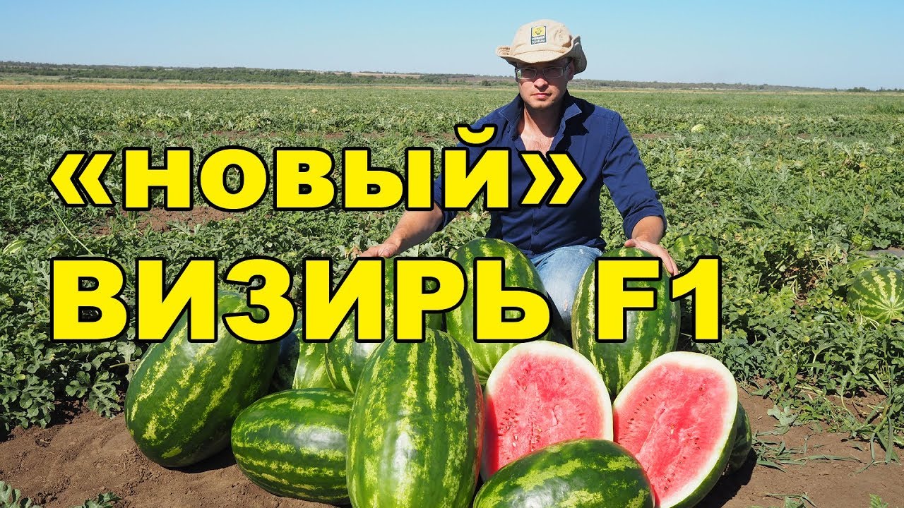 АРБУЗ «новый» ВИЗИРЬ F1. Бесконечная урожайность!!!!