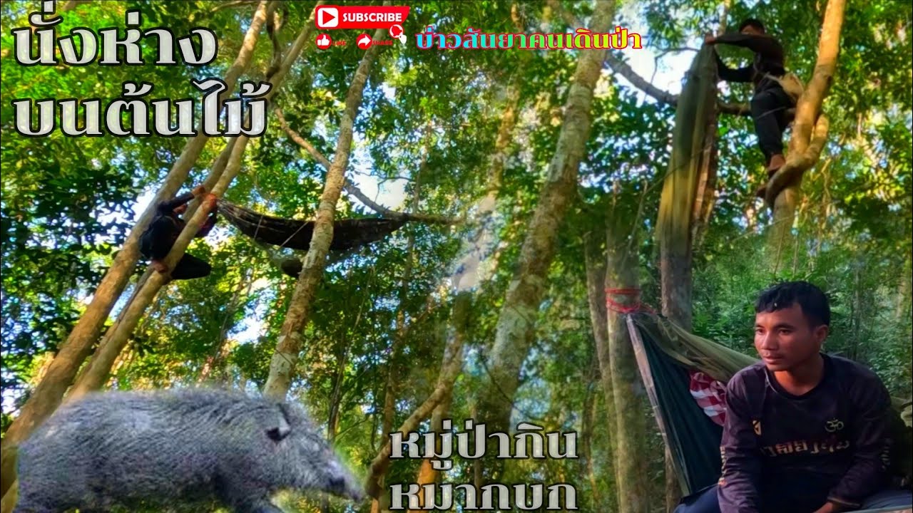 #นั่งห่างบนต้นไม้