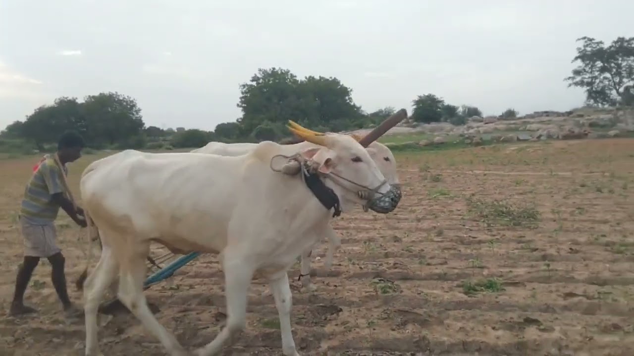 🌱🐂💥🪄