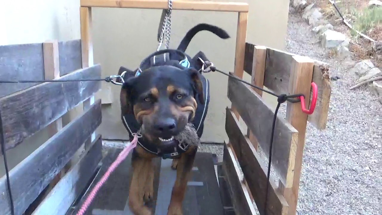 DIY Dog Carpet Mill