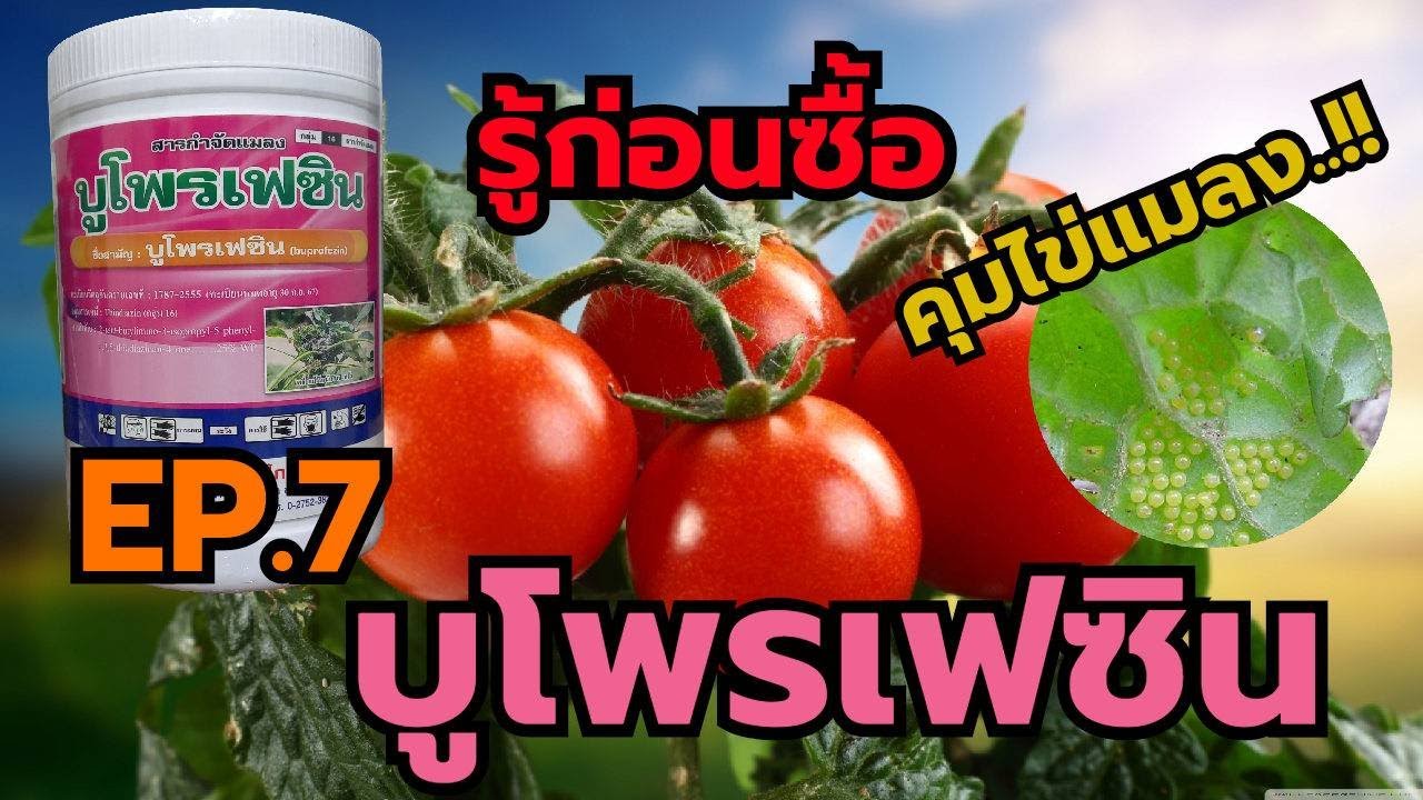 EP7.[รู้ก่อนซื้อเคมีเกษตร] ชื่อสามัญ…บูโพรเฟซิน ตอนที่ 7 สารคุมไข่ ยับยั้งการลอกครอบ เพลี้ย หนอน